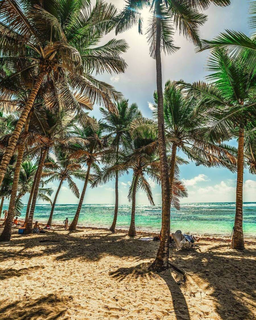 Guadeloupe Voyage : image d'une plage en guadeloupe avec des cocotiers