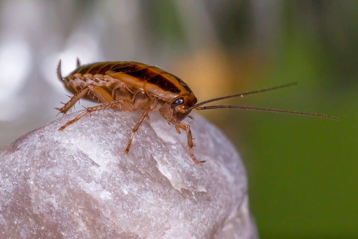 Conditions Favorisant l'Infestation