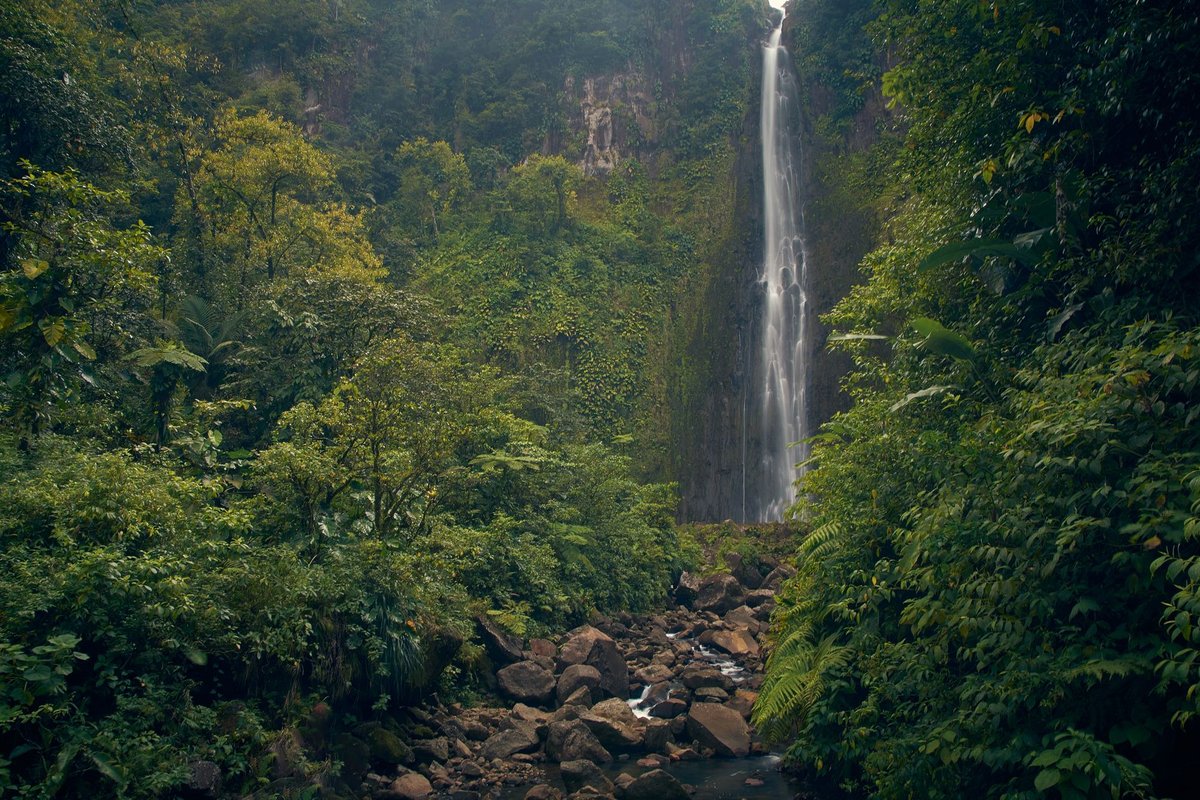 Cafard en Guadeloupe : Identification, Prévention et Solutions