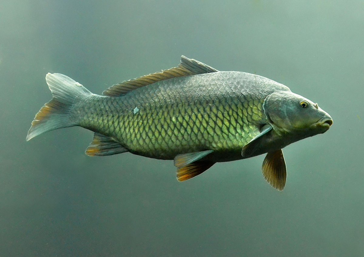 Carpa Guadeloupe : rôle, fonctionnement et enjeux actuels