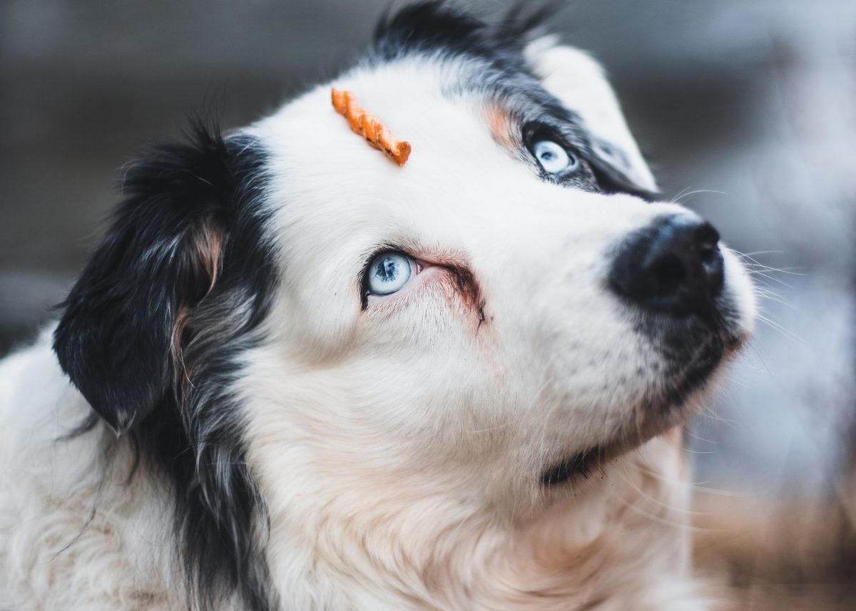 Caractéristiques techniques et variétés du couteau chien