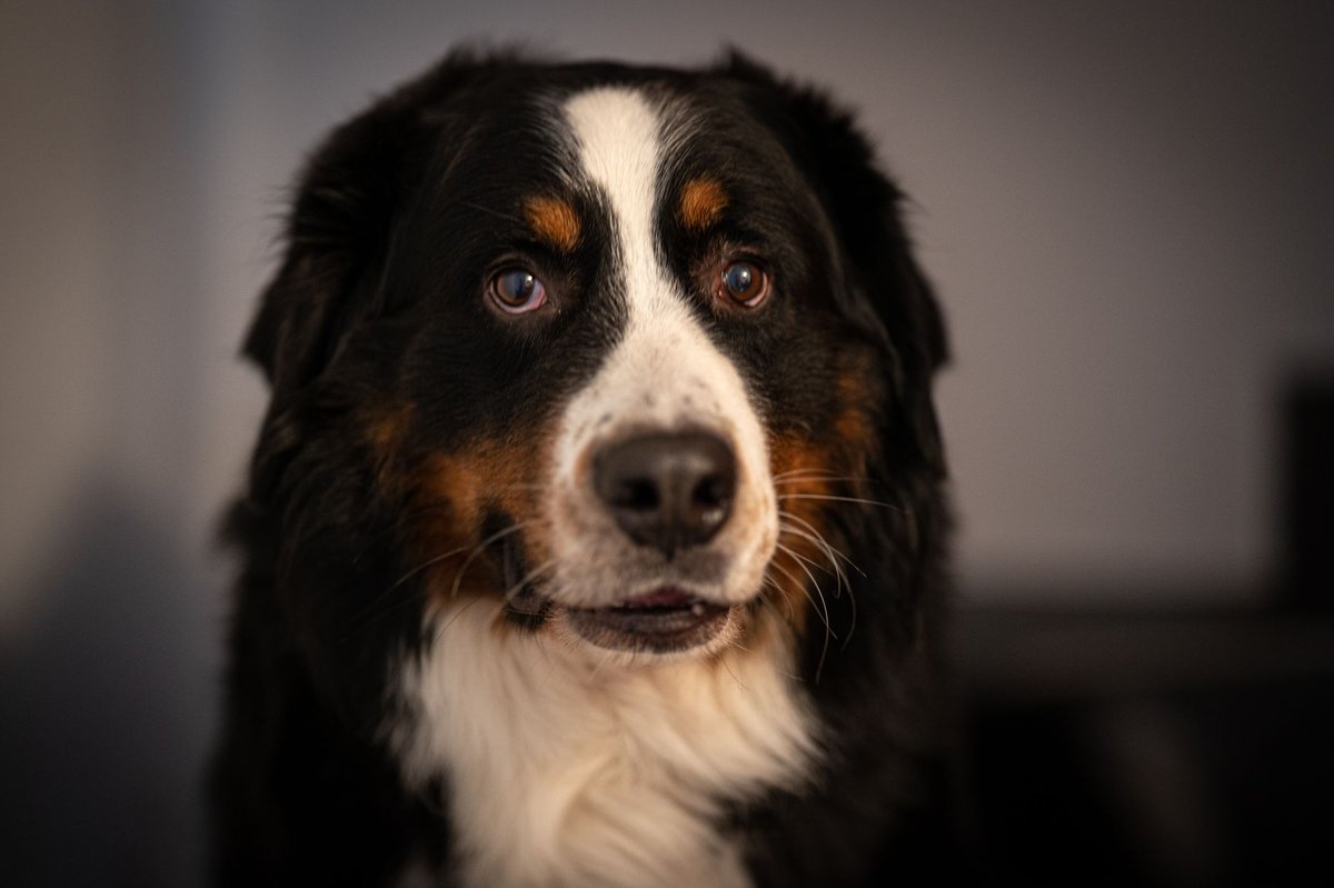 Couteau chien Guadeloupe : origine, modèles et points d'achat clés