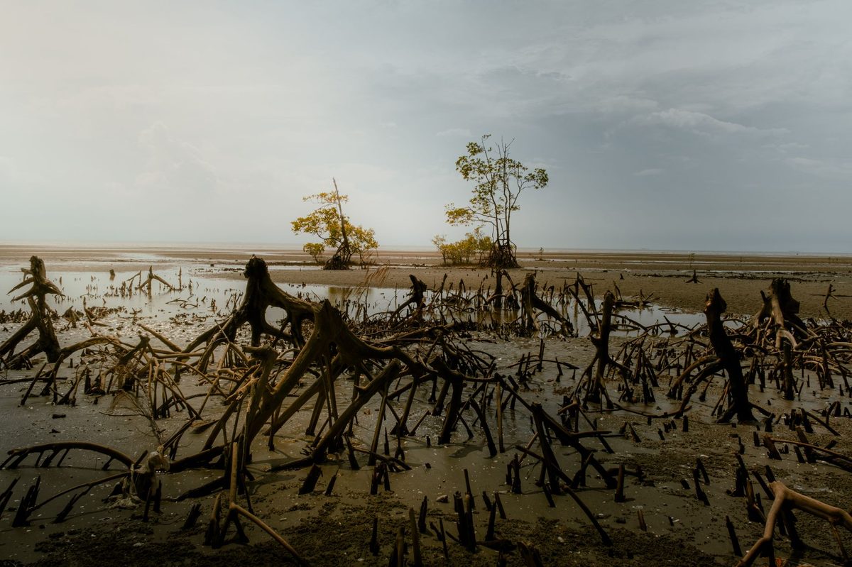 Les espaces naturels : mangroves et plages de Morne-à-l'Eau