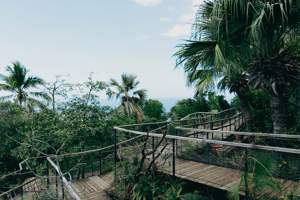Le paroka dans le jardin créole guadeloupéen