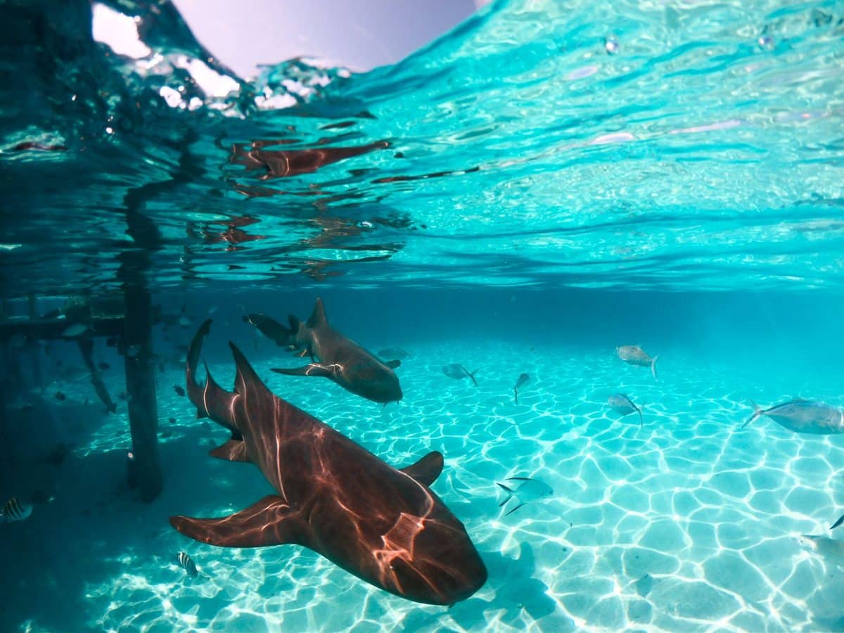 Les lieux incontournables pour observer les requins citron