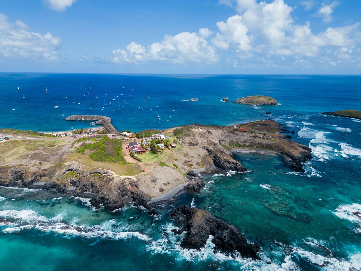 Yens Yens Guadeloupe : identification, nuisances et moyens de protection