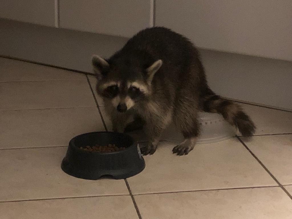 Raton laveur entré dans une maison à Bouillante et mangeant dans une gamelle de croquettes